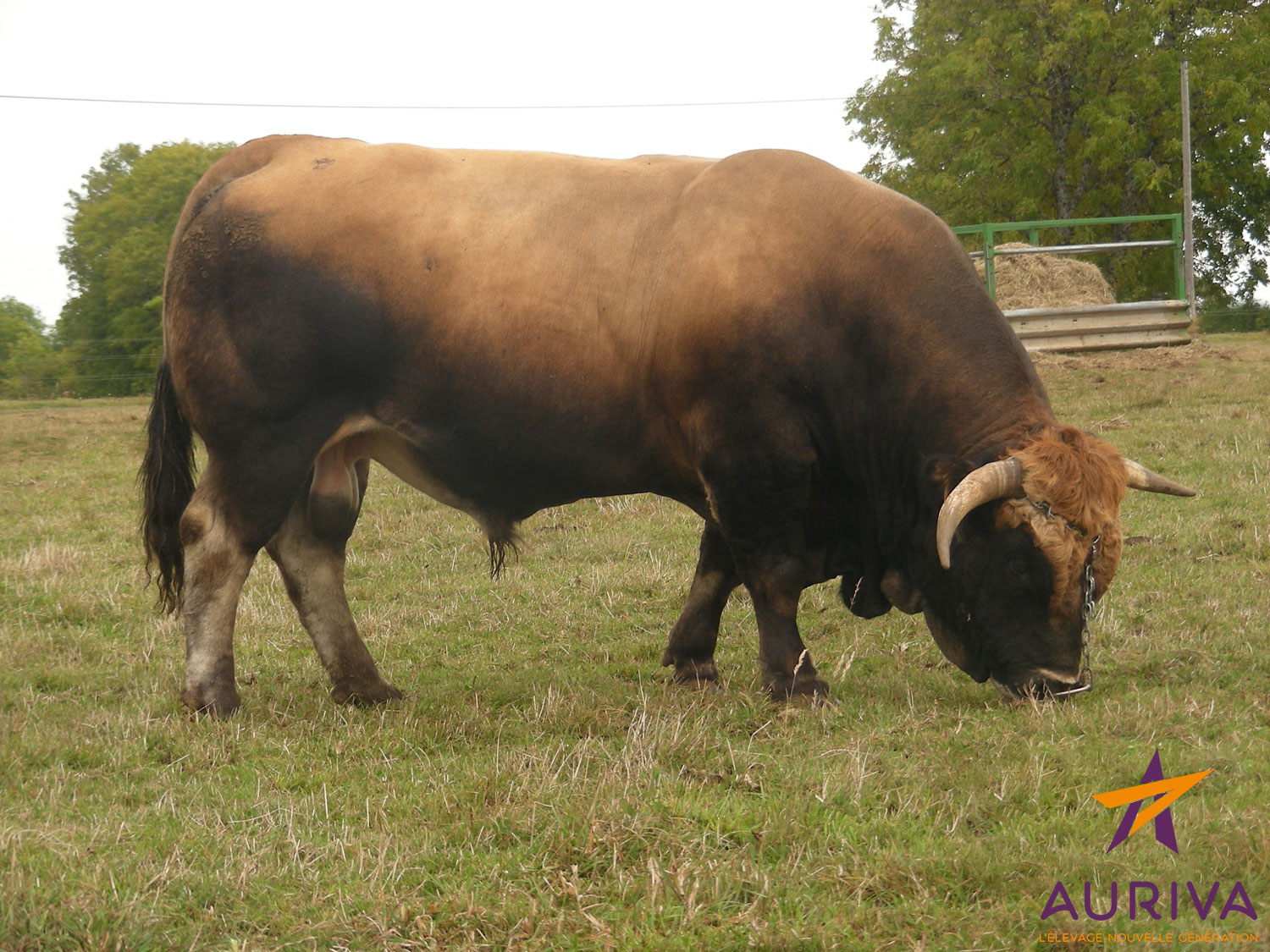 BAYON II - Aubrac